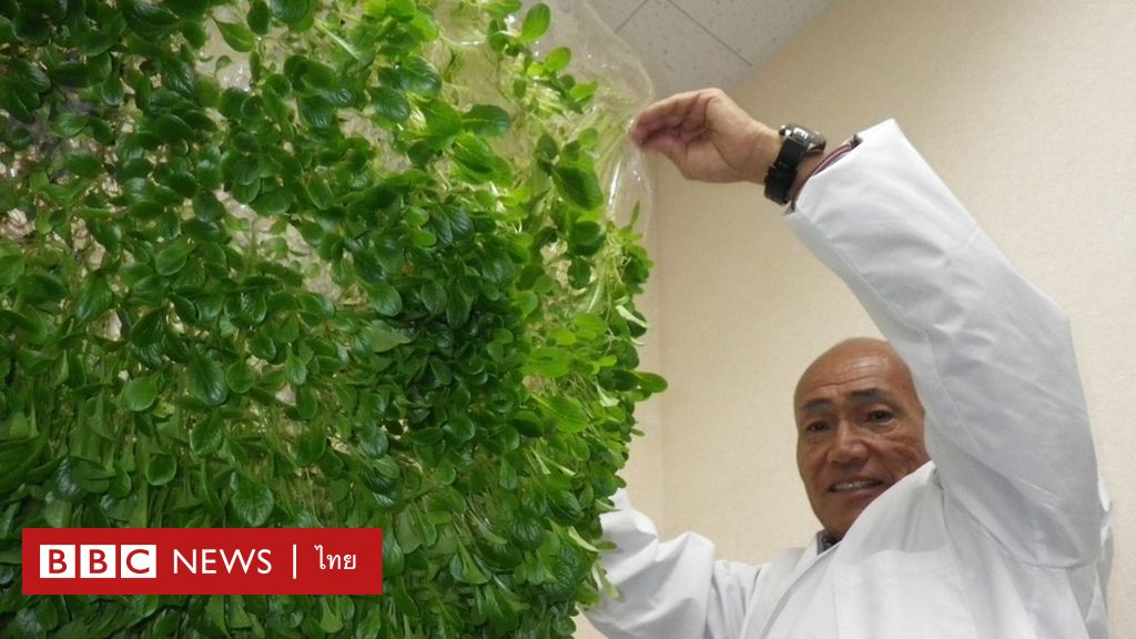 日本の農業革命 土も農家も使わずに作物を栽培 食糧安全保障を強化 – BBCニュース タイ