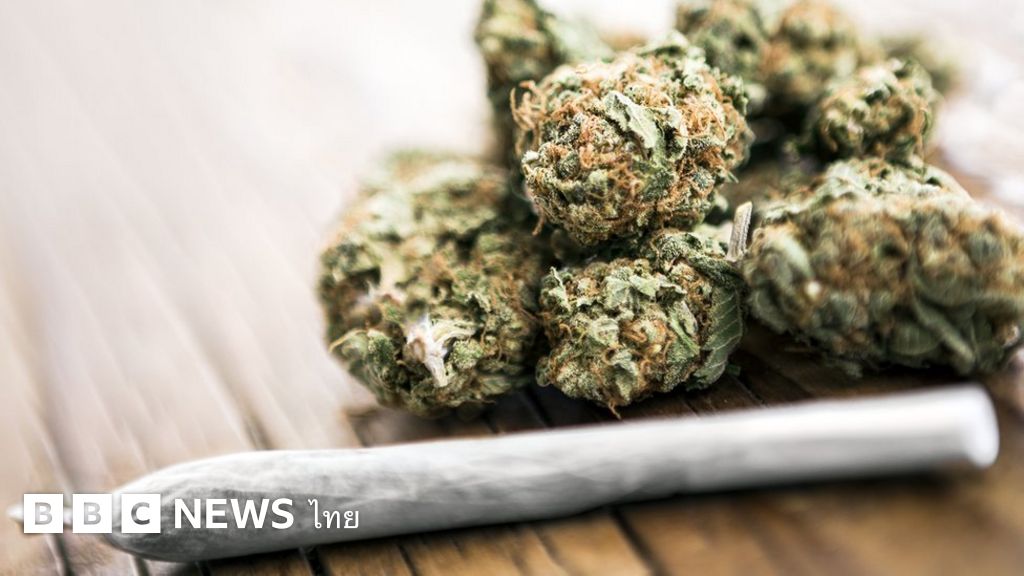 กัญชาเป็นอันตรายต่อสมองวัยรุ่นมากกว่าแอลกอฮอล์ BBC News ไทย