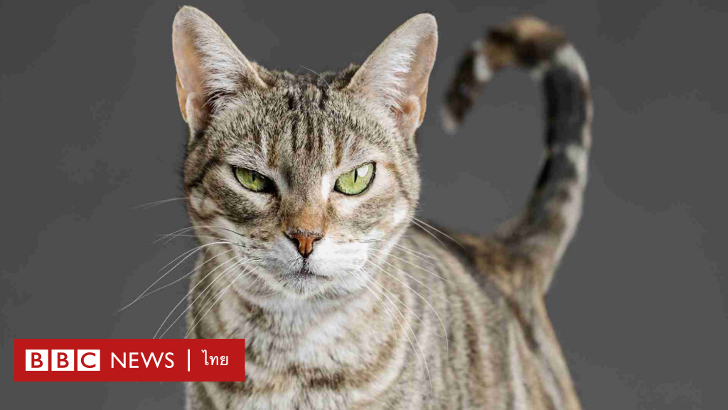 「猫奴隷寄生虫」が人々に対立する政治的見解を持たせている – BBCニュース タイ