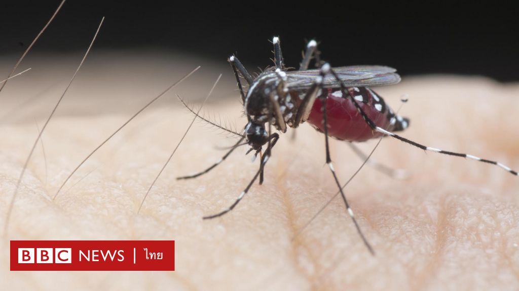 Malaria: Oxford’s New Vaccine Has the Likely to “Change the Environment”