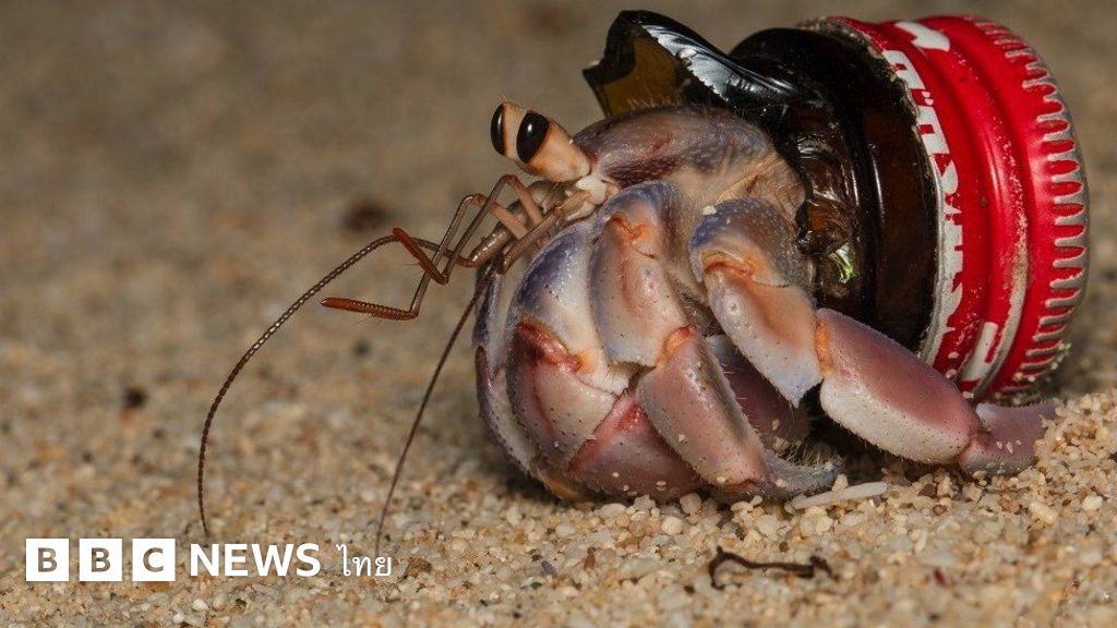 Hermit Crabs Find Shelter in Plastic Waste The Curious Case of Crabs