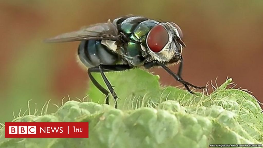 พบแมลงวันเป็นพาหะแบคทีเรียกว่า 600 ชนิด - BBC News ไทย พบแมลงวันเป็นพาหะแบคทีเรียกว่า 600 ชนิด - Bbc News ไทย