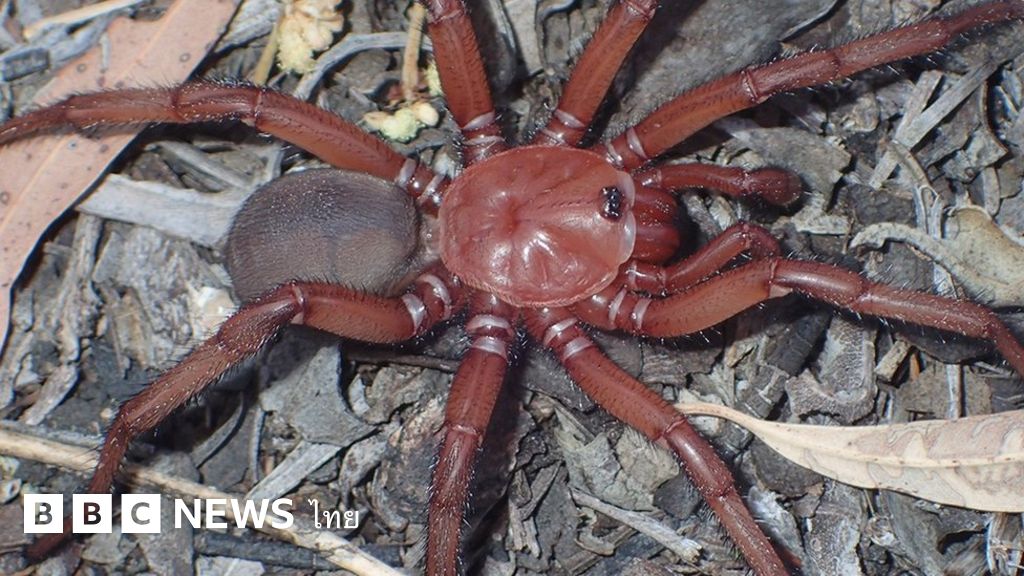 ออสเตรเลียพบแมงมุมยักษ์ แมงมุมประตูกลสีทอง สายพันธุ์ใหม่ - BBC News ไทย