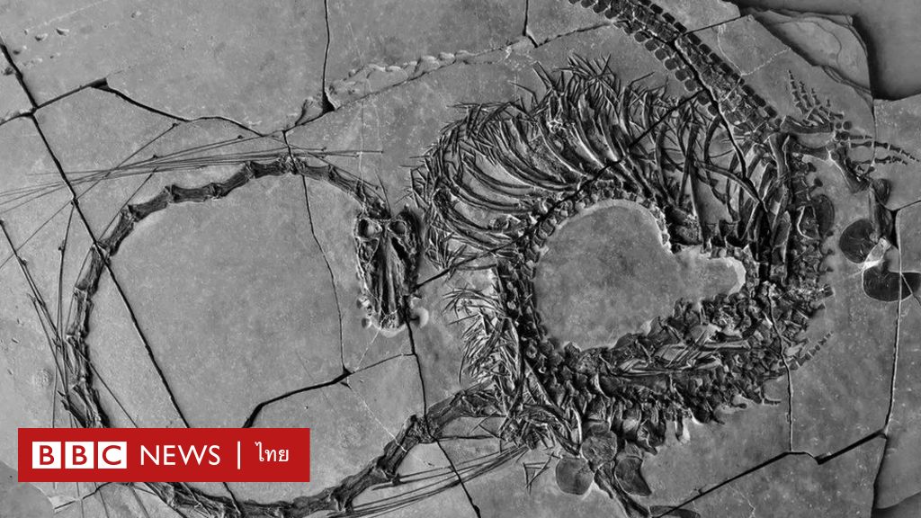 Scientists in Scotland Unveil 240-Million-Year-Old ‘Dragon’ Fossil Dinocephalosaurus