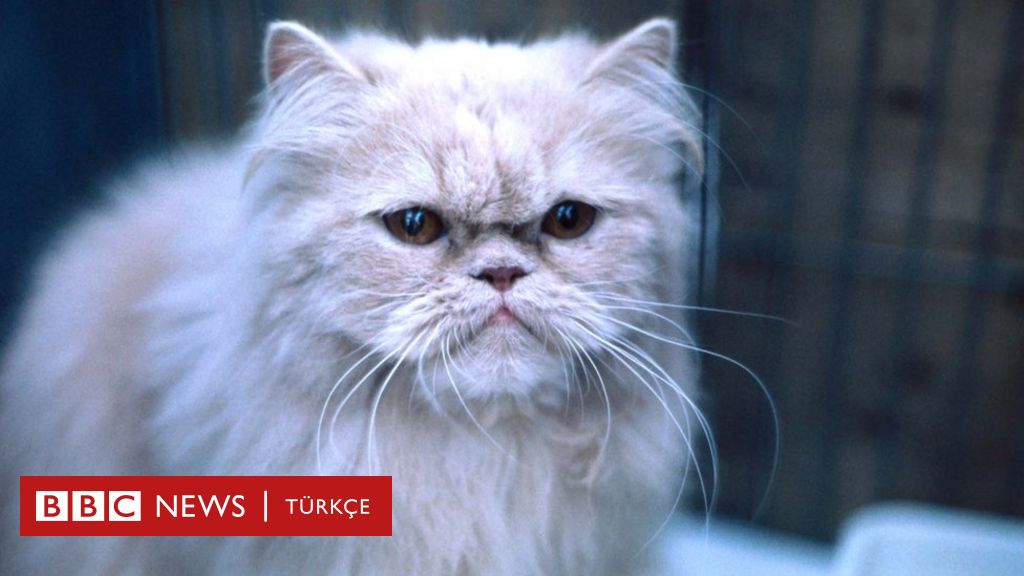 Fransa�nın bir köyünde 1 ayda 200 kedi zehirlenerek öldü BBC News Türkçe