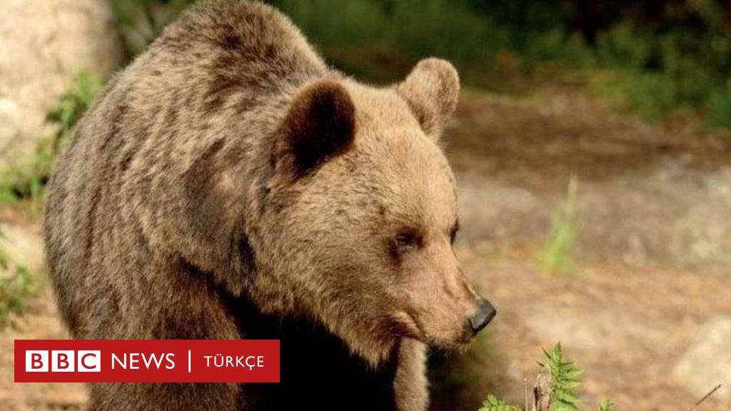 Fermare l’abbattimento di un orso che ha ucciso un corridore in Italia