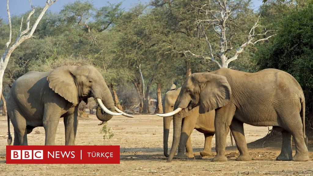 Fil, turistleri taşıyan safari aracına saldırdı