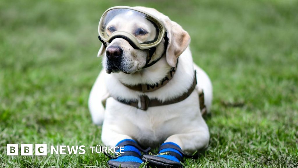 meksika köpeği