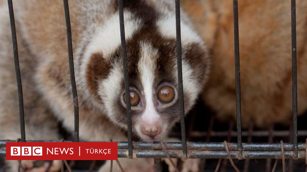 Facebook Ta Satilan 34 Yavas Loris Kurtarildi Bbc News Turkce