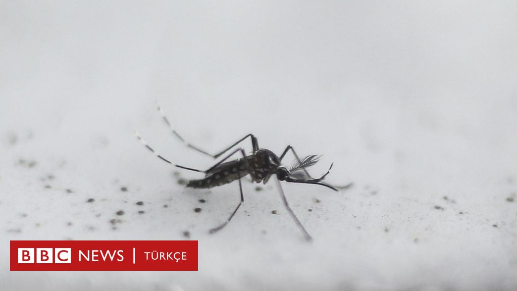 Allerta “virus Chikungunya” diffuso dalle zanzare a Roma