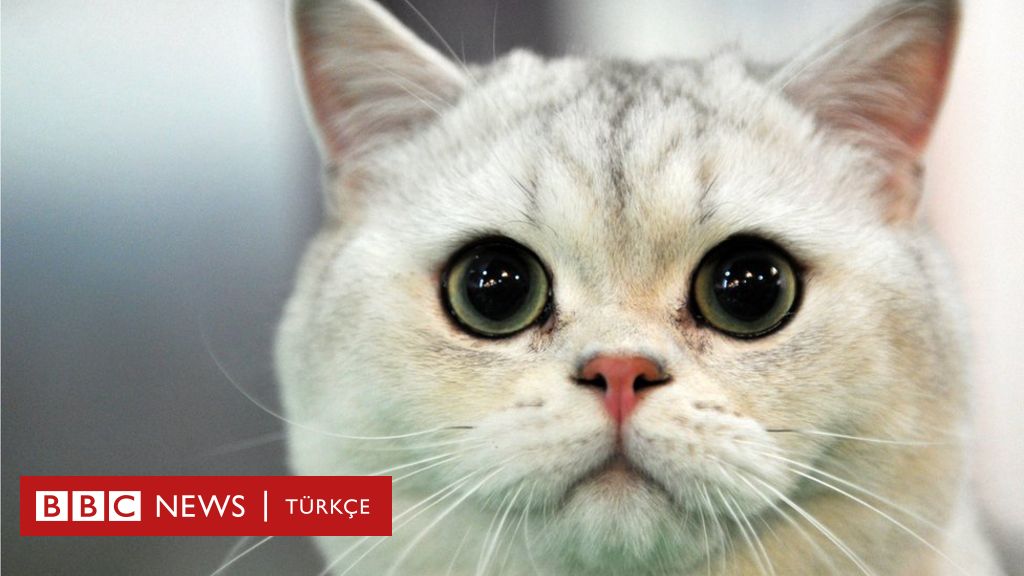 Kediler hakkında bilmediğimiz 10 şey BBC Türkçe