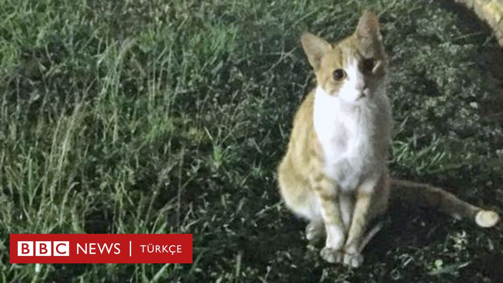 Trafik kazasında kaybedilen bir kedinin ardından BBC News Türkçe