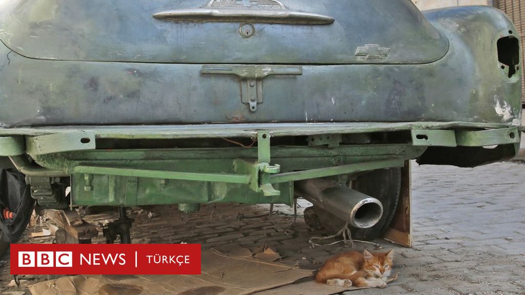 Trafik kazasında kaybedilen bir kedinin ardından BBC News Türkçe