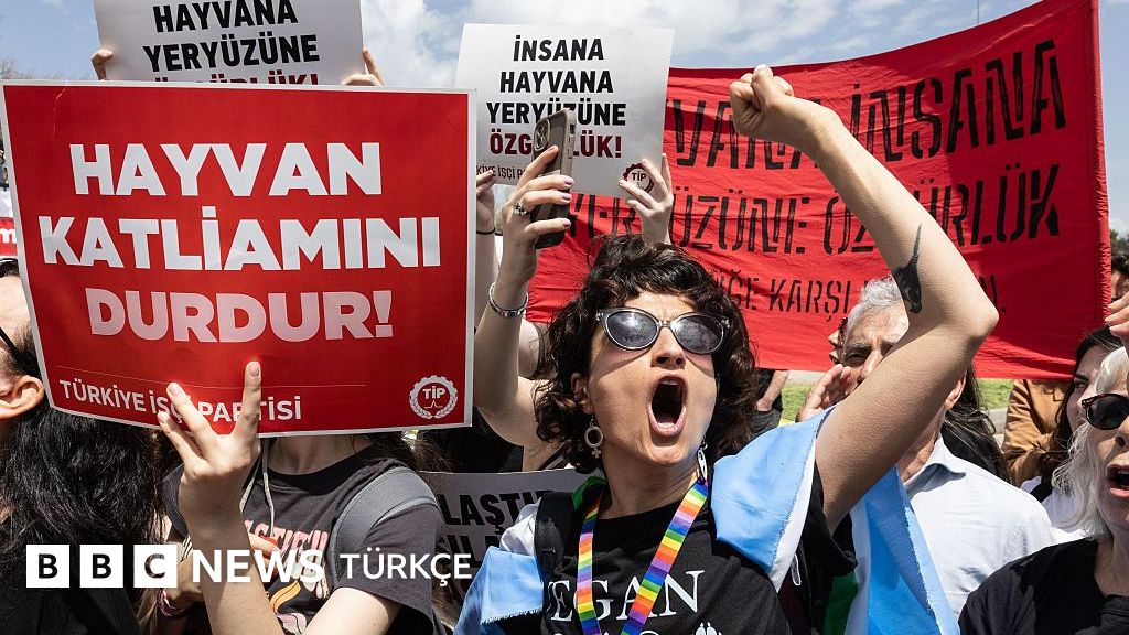 AYM'nin 'sokak hayvanları' kararına hayvan hakları savunucuları ne diyor?