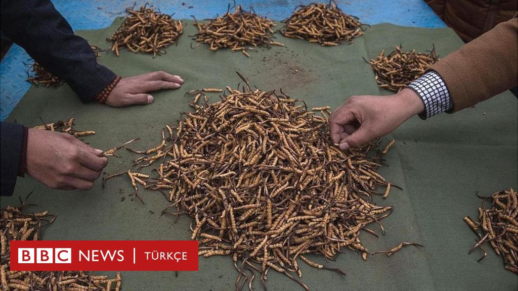 Dergi Kilosu 20 Bin Dolara Cin Tirtil Mantari Bbc News Turkce