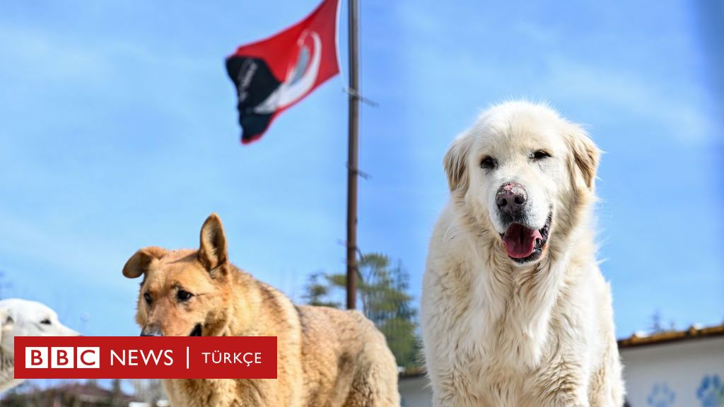 Hayvanları Koruma Kanunu: Sokak hayvanlarının 'uyutulması' için yasa teklifi hazırlanıyor