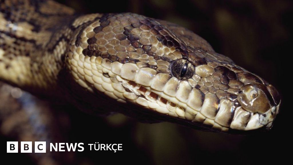 Piton yılanının ısırıp sürüklediği 5 yaşındaki çocuğu, babası ve dedesi kurtardı BBC News Türkçe