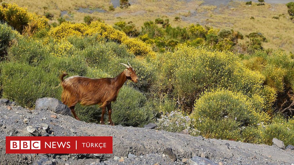 Una piccola isola italiana, invasa dalle capre selvatiche, ha lanciato una campagna di adozione.