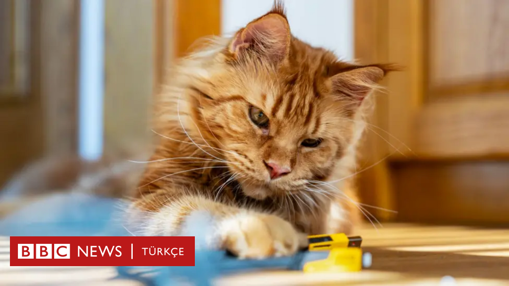 Sarman kedilerin gizemi sonunda çözüldü
