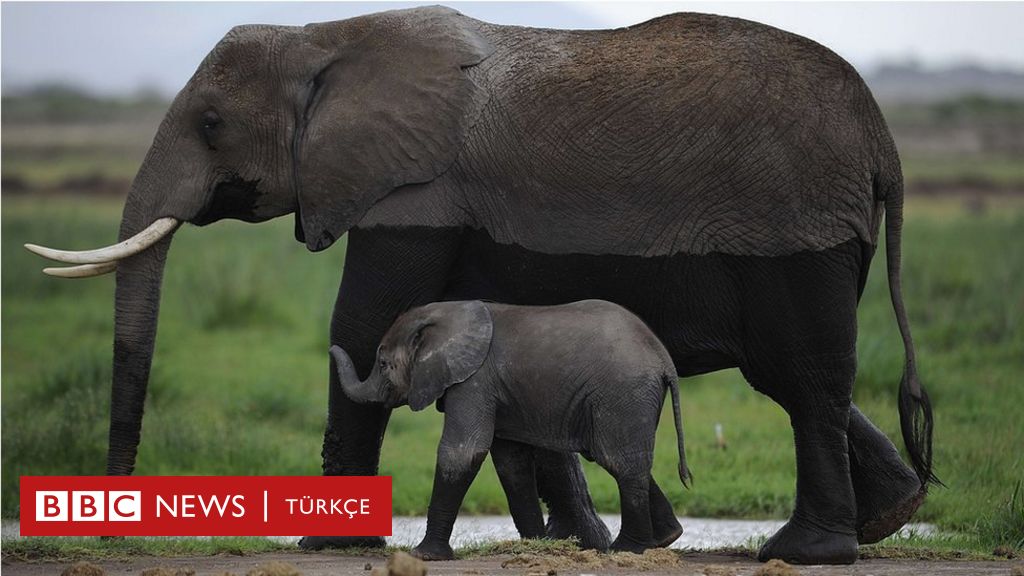 Kaçak avcılar Mozambik'te 'altı yılda 11 bin fil öldürdü' - BBC News Türkçe