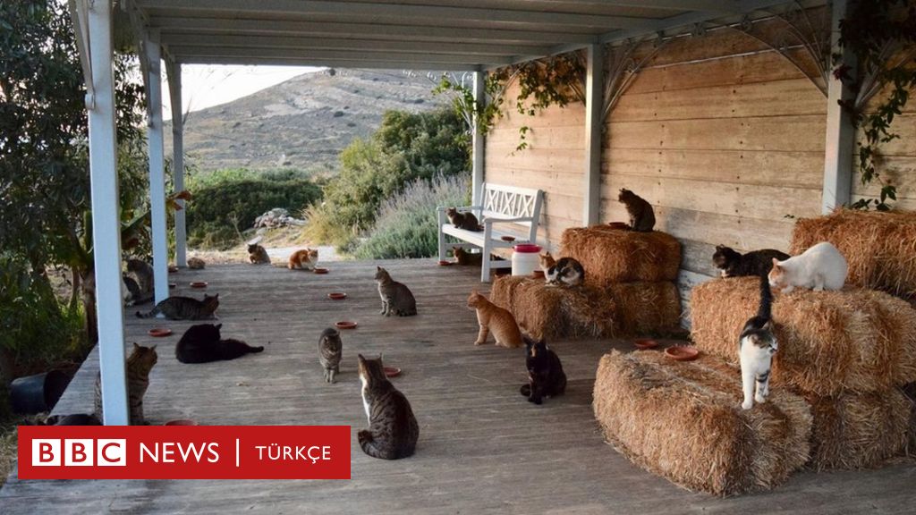 Siros adasında kedi bakıcılığı ilanına 200 başvuru BBC News Türkçe