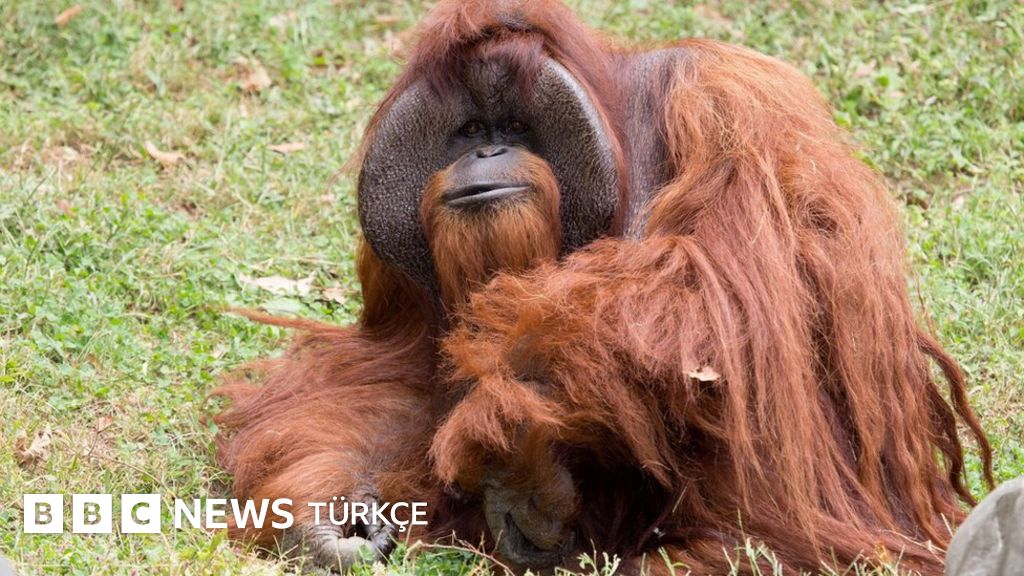 Rus qizlar turk erkaklar bilan porno video onlayn