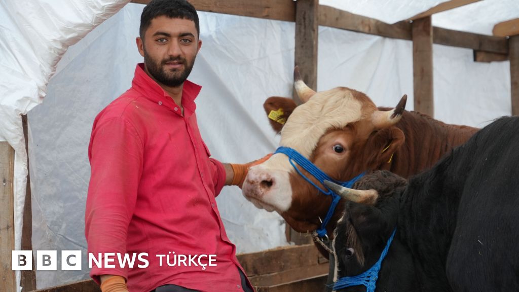 İstanbul'da kurban pazarı: 'Büyükbaş hayvan, kasaptan ucuza geliyor'