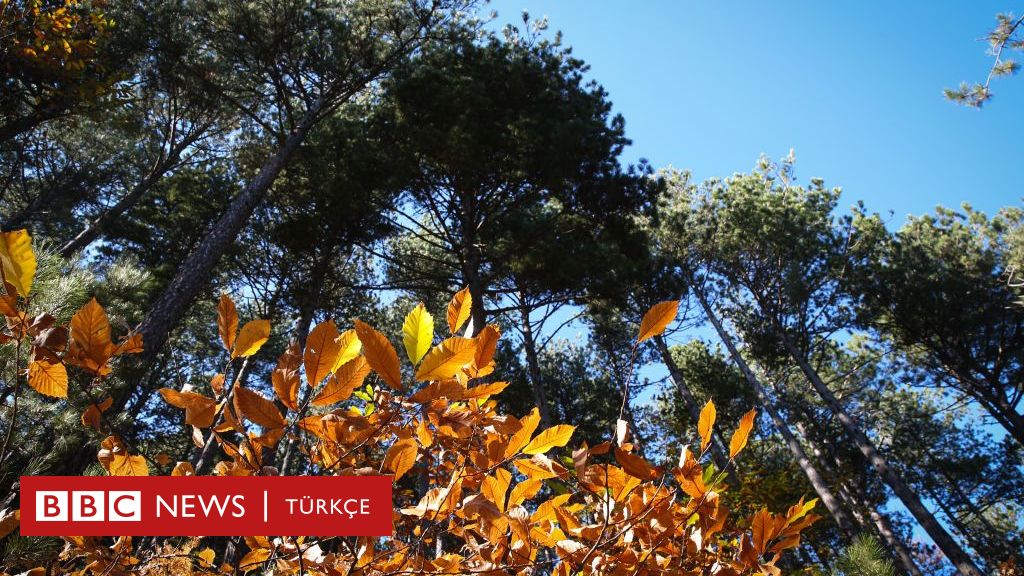 Kaz Dağları'ndaki bakır madeni projesi neden tartışılıyor?