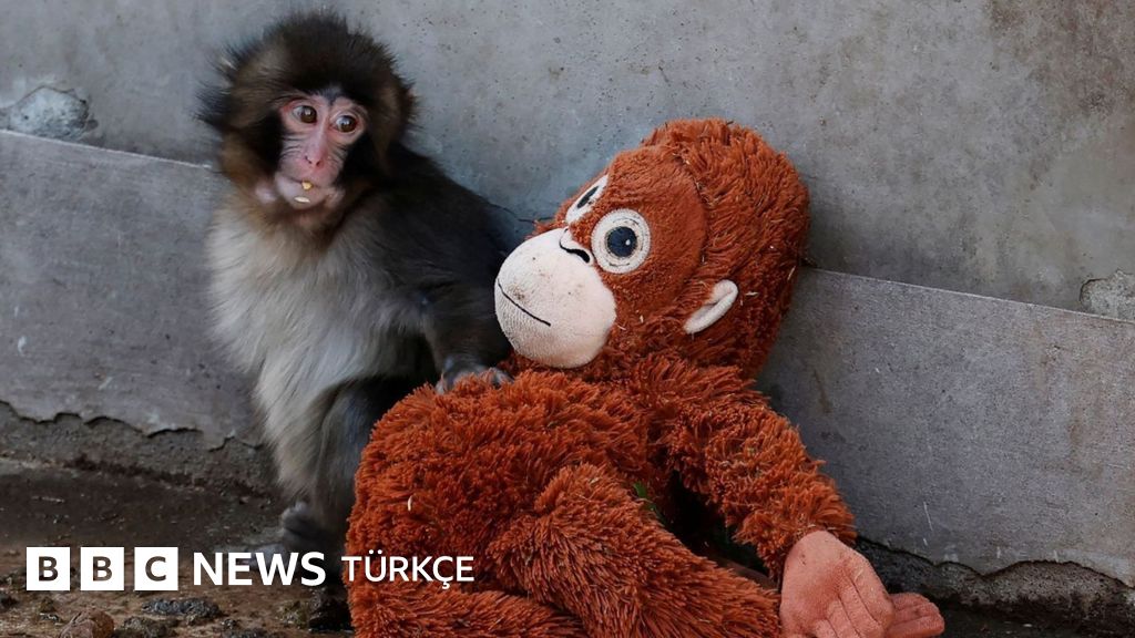 Ay'ın arka yüzü ve yalnız bir maymun: 2026'nın en çarpıcı fotoğrafları