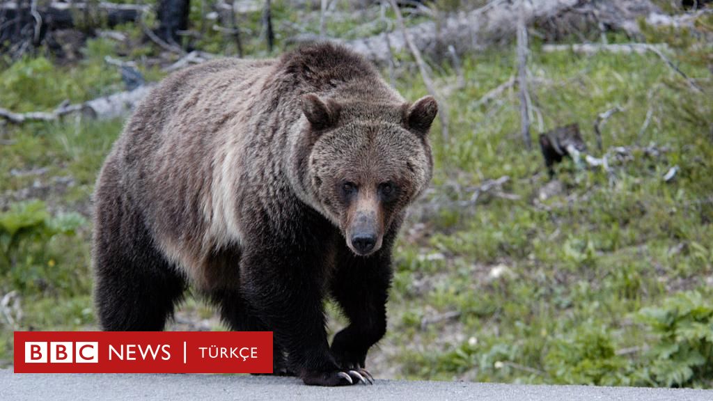 L’orso che ha ucciso una persona è stato catturato in Italia;  La corte deciderà il tuo destino.