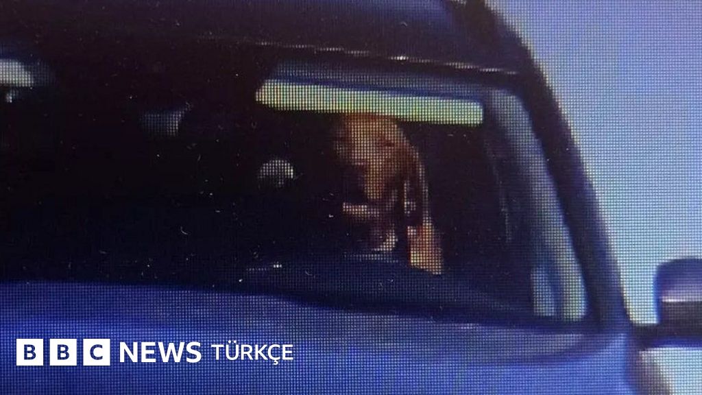 Slovakya’da hız kamerasında direksiyon başlangıcında görüntülenen köpeğin sahibine ceza