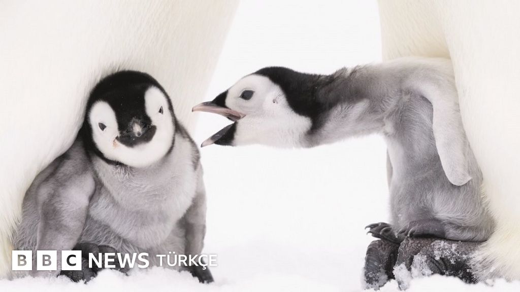 Alman fotoğrafçı 10 bin penguen ile birlikte geçirdiği ayları görüntüledi
