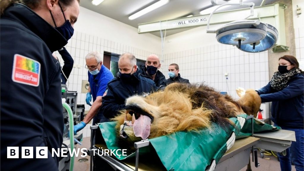 Thor: Hollanda'da beş yavrusu olan aslana vasektomi yapıldı