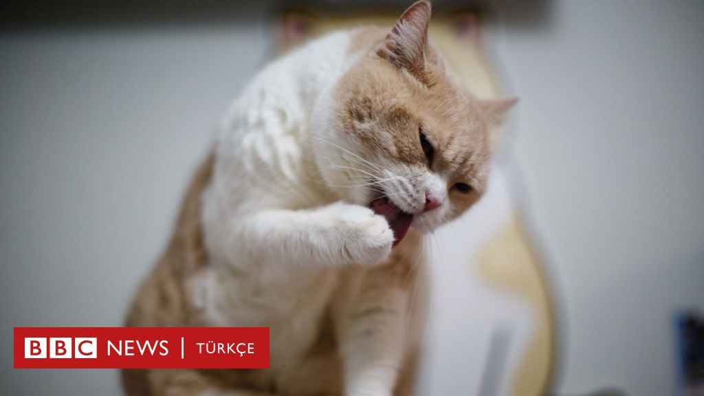 Kedi tırmalaması erkeklerde ereksiyonu engelliyor BBC News Türkçe