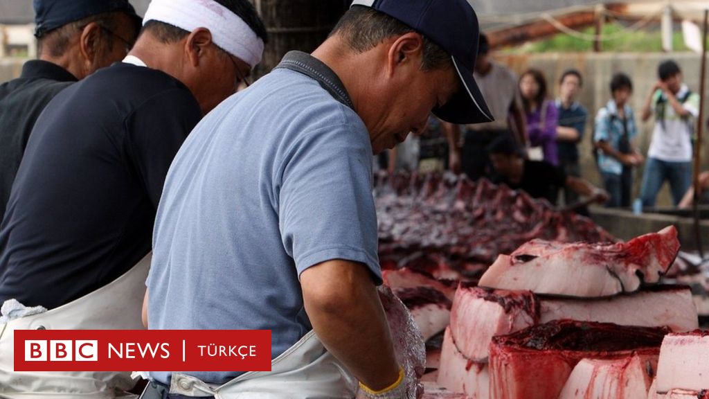 Japonya Balina Avciligina Neden Hala Devam Ediyor Bbc News Turkce