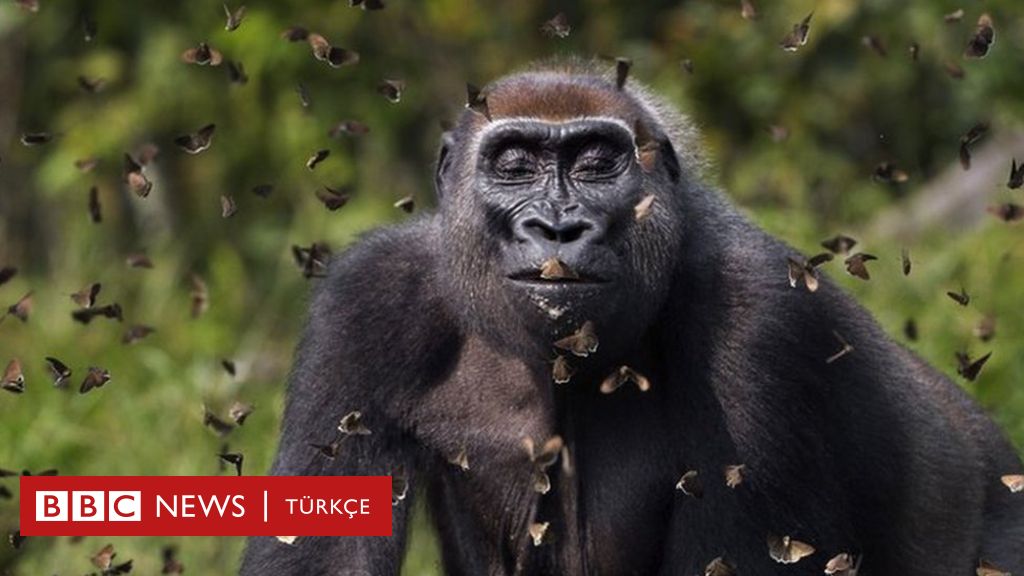 Doğa Koruma Vakfı'nın 2021 fotoğraf yarışması: Kelebek bulutunun içindeki goril birinciliği kaptı