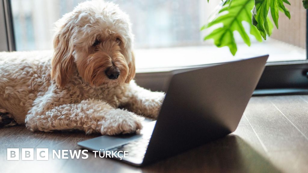 Hayvanların ne söylediğini anlamaya yaklaştık mı?