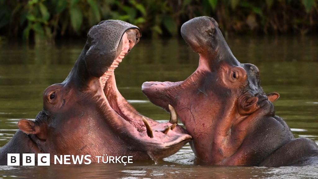 Kolombiya'da Escobar'ın 'kokain hipopotamları' neden öldürülecek?