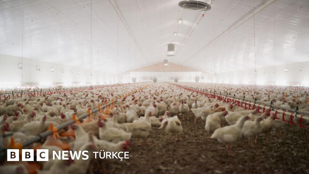 Tavukçuluk sektörüne operasyon: 13 şirkete kayyum atandı, üst düzey yöneticiler gözaltında