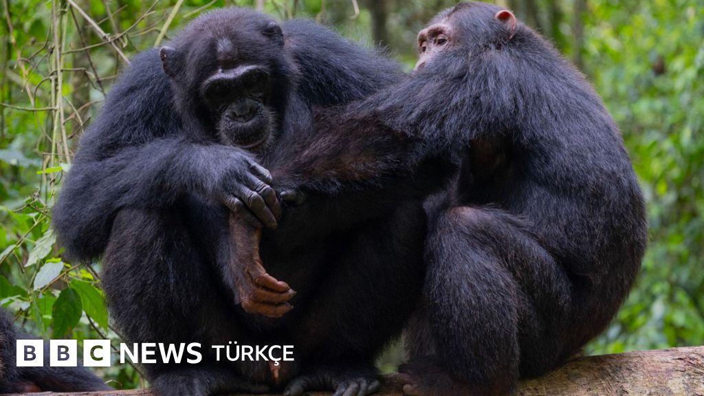 Yabani şempanzeler ilk defa 'ilk yardım' yaparken görüntülendi
