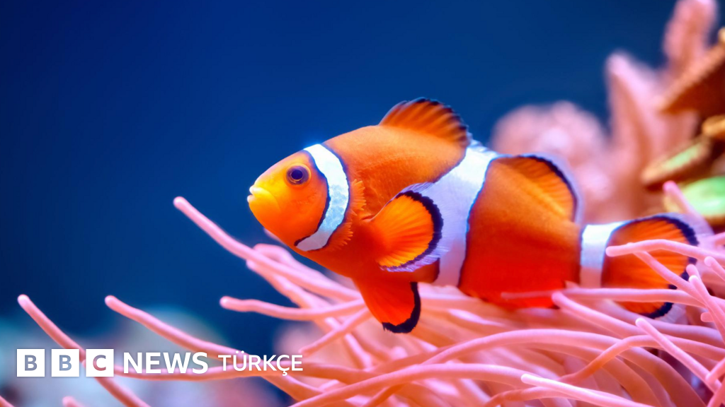 Kayıp Balık Nemo filmiyle ünlenen renkli balıklar neden zayıflıyor?