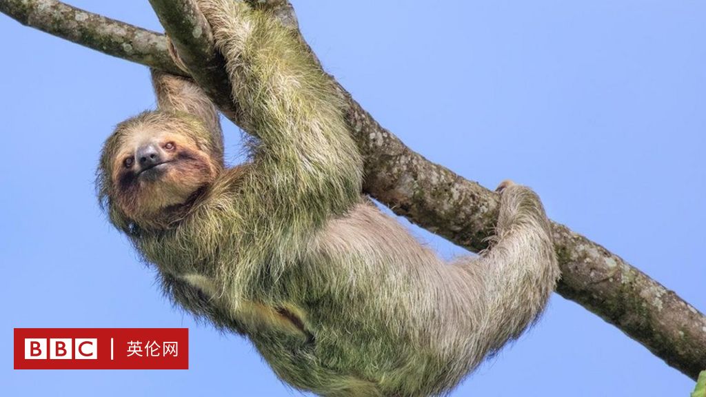 慢活哲学 树懒的动作为什么那么慢 Bbc 英伦网