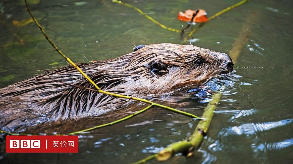 勤勞的河狸：拯救地球的大自然工程師- BBC 英伦网