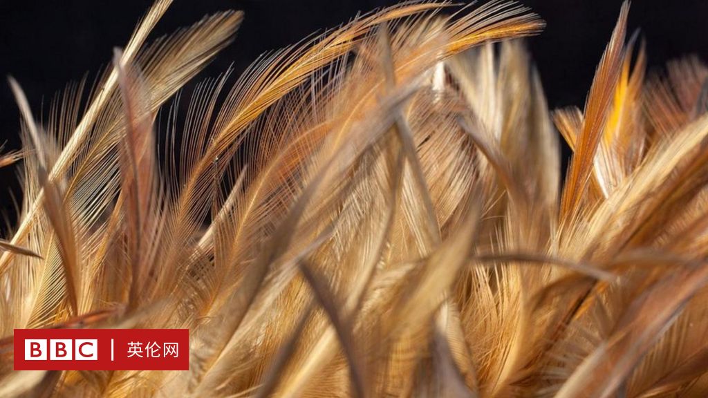 鸡毛砖 潜在的建筑物隔热材料 c 英伦网
