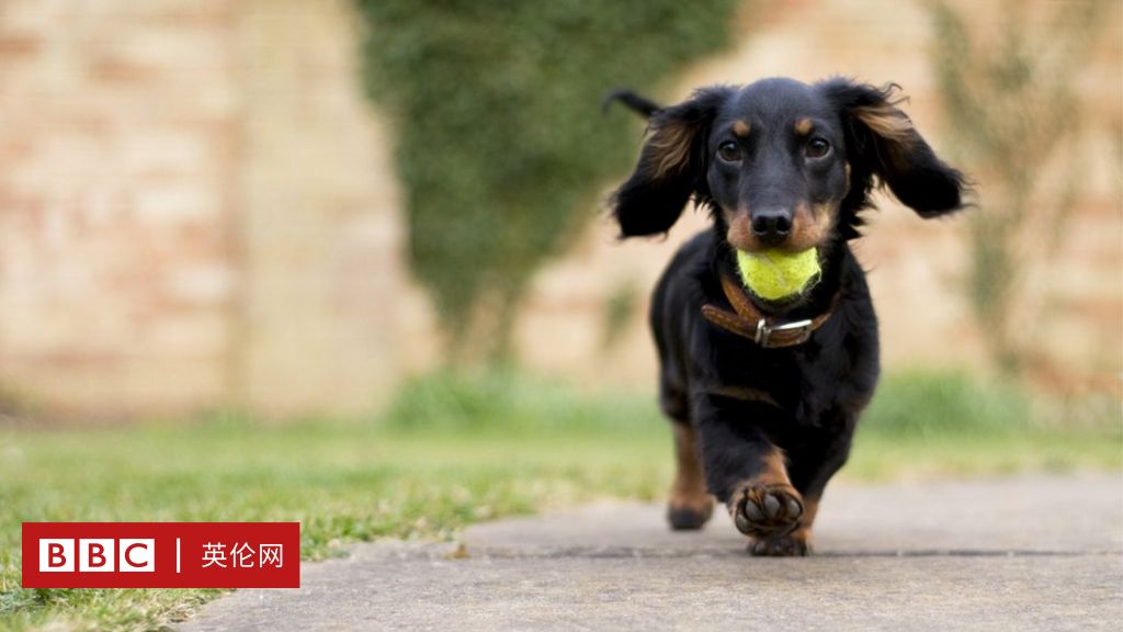 疫情封锁下 养狗热 你真的准备好养宠物了吗 c 英伦网