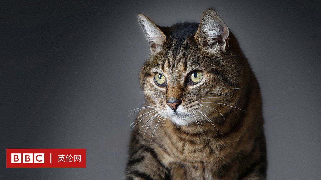 猫为什么呜呜叫 原因没你想的那么简单 c 英伦网