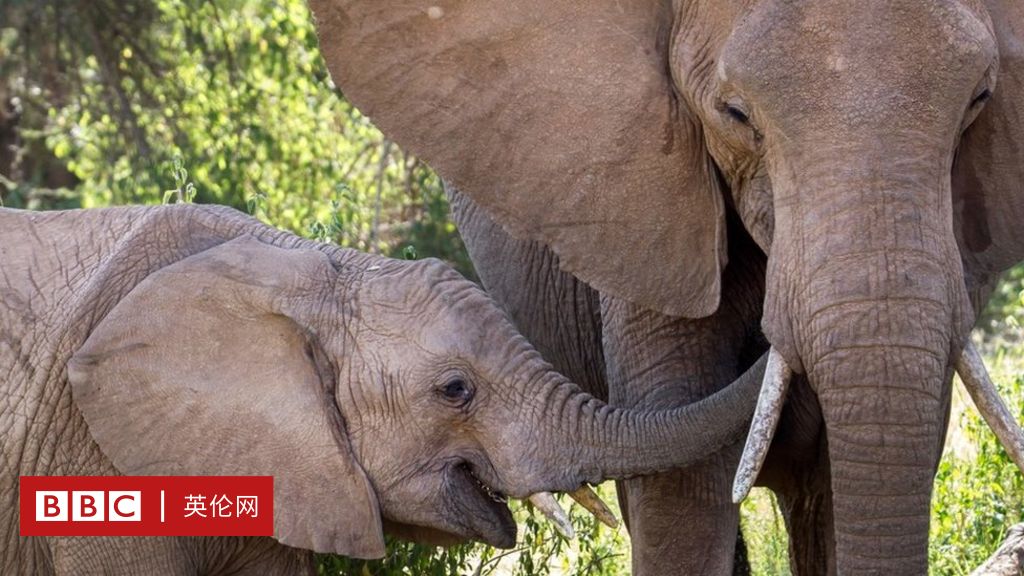 动物行为学 青春期的发情公象最需要什么 c 英伦网