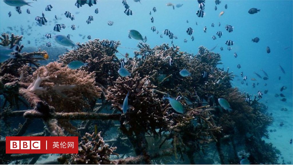 珊瑚礁的大灾难：人类能做些什么- BBC 英伦网