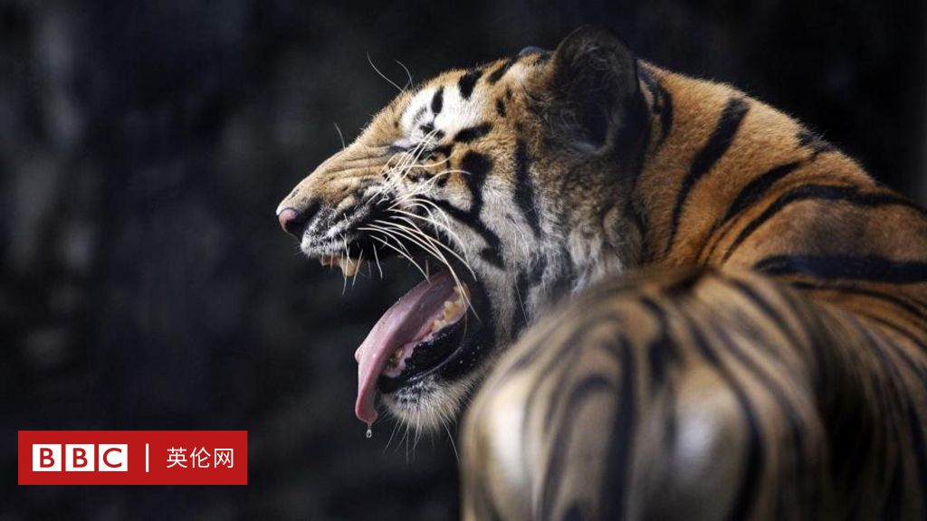 印度老虎吃人该保护老虎还是保护人？ - BBC 英伦网