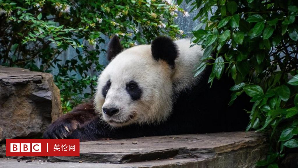 付费租借熊猫不是那么黑白分明的一件事 c 英伦网